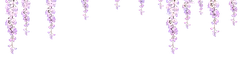 Wisteria - purple - spring - Transparent Layer PNG