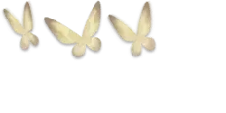Butterfly - black background - wings - Lossless PNG