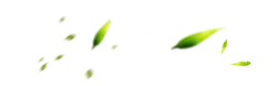 Green Leaves - plant - growth - No Watermark PNG