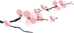 Cherry Blossom - flower - PNG - Pic 1
