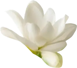 Magnolia denudata - Free for Commercial Use PNG