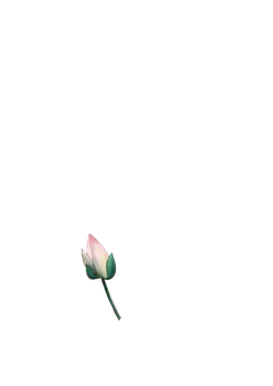 Lotus Flower - lotus - green - No Background PNG
