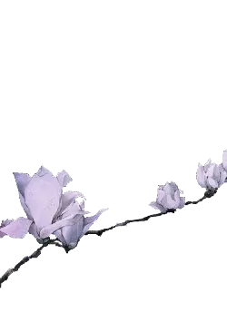 Magnolia - white - PNG