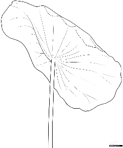 Lotus Leaf - line drawing - lotus - PNG Images
