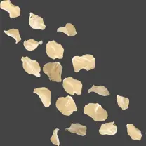 Petals - High Resolution PNG
