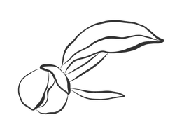Tulip - line drawing - plant - Free PNG