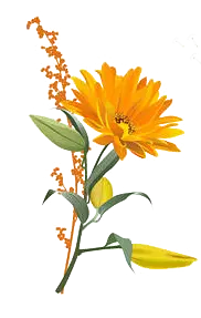 Arctotheca calendula - orange - Free Download PNG