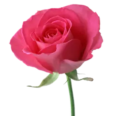 Rose - plant - Lossless PNG