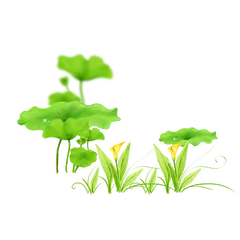 Clover - flowers - leaves - High Resolution PNG
