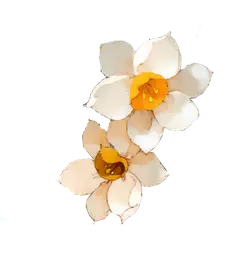 Narcissus - white - No Background PNG