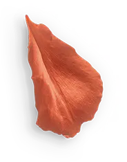 Petal - color - High Resolution PNG