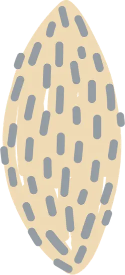 Almond - yummy - food - High Resolution PNG