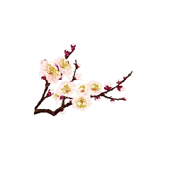 Plum Blossom Branch - spring - Highly Rated PNG