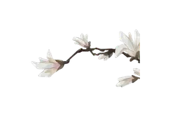 Magnolia - white - spring - PNG