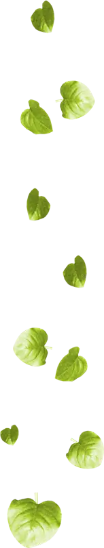 Green Leaves - growth - PNG