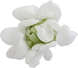 White Flowering Cabbage - plant - PNG Images