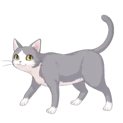 Gray and White Cat - gray - Free Download PNG