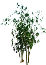 Bamboo - leaves - Fast Download PNG