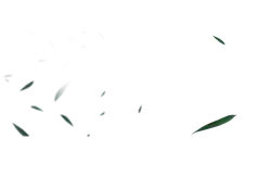 Green Leaves - leaves - nature - PNG Images