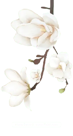 Magnolia - magnolia - High Quality PNG