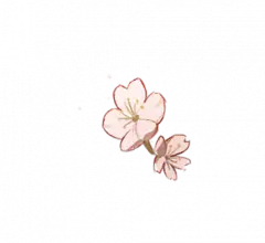 Transparent Layer PNG - Cherry Blossom - spring - Pic 1