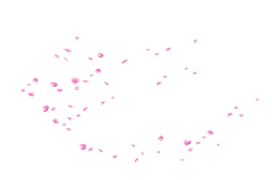 Pink Petals Falling - pink - High Quality PNG