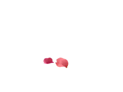 Pink Petals - Designer's Pick PNG - pink