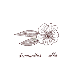 flower - nature - No Watermark PNG