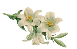 Lily - green leaves - High Quality PNG