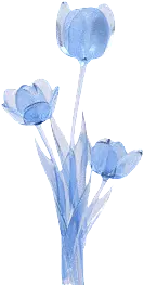 Blue Tulip Bouquet - transparent - No Watermark PNG