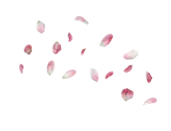 Petals - beautiful - High Resolution PNG
