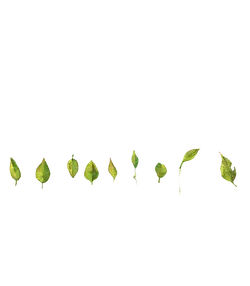 Leaf - growth - PNG Images