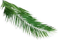 Palm Leaf - PNG - green