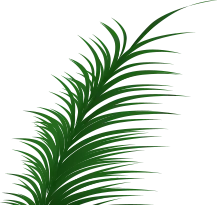 Feather - nature - plant - PNG Images