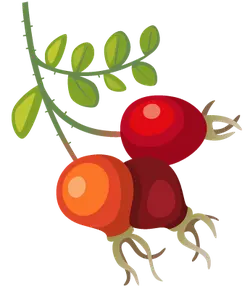 Rose Hip - Designer Recommended PNG