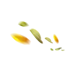 Leaves Falling - nature - yellow - No Watermark PNG