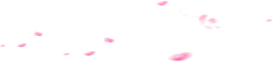 Pink Petals Falling - beautiful - Transparent Layer PNG
