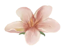 Peach Blossom - High Resolution PNG - Popular Download PNG