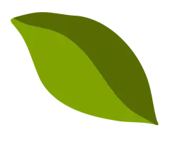 Leaf - Designer's Pick PNG - nature