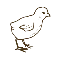 Chick - line drawing - Transparent Background PNG