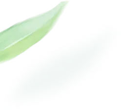 Green Leaf - plant - No Watermark PNG