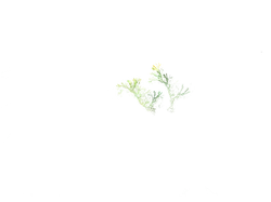 Tree Structure - fractal - High Resolution PNG