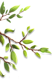 Branch and Leaves - plant - Transparent Layer PNG