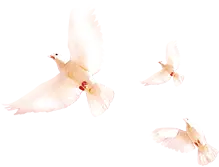 Flying Pigeons - pigeon - Transparent Background PNG