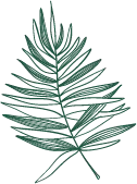 Palm Leaf - Curated PNG - green