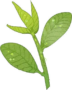 Plant Branch - stem - PNG
