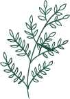 Green Branch - leaves - High Resolution PNG