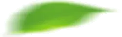 Leaf - nature - fresh - PNG