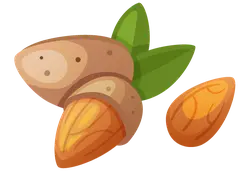 Almond - plant - tasty - Free PNG