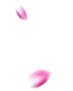 Blurred Petals - petal - High Resolution PNG